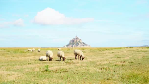 Ovelhas caminhando em pântano salgado em torno do Monte Saint-Michel — Vídeo de Stock