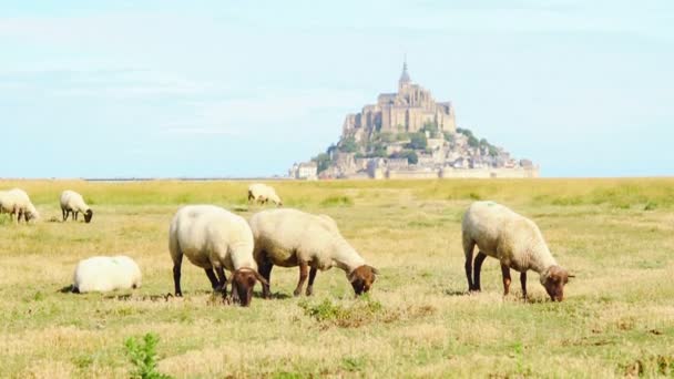 Ovce v slanovodní kolem Mont Saint-Michel — Stock video