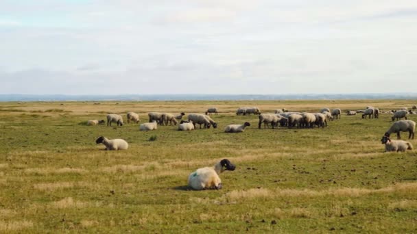 在圣米歇尔山周围的盐沼泽中行走的羊 — 图库视频影像