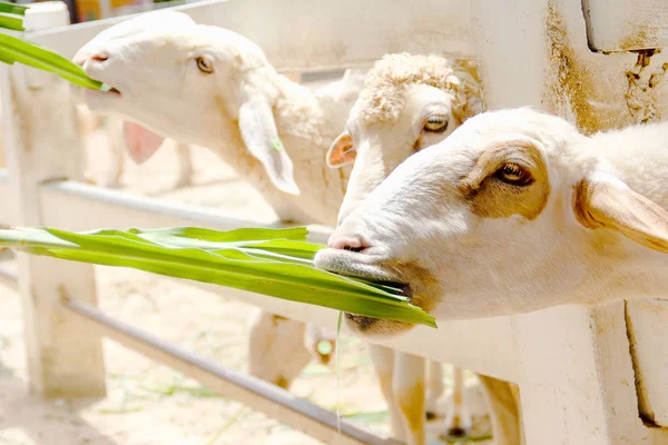 Tutup Putih Domba Makan Rumput Stok Lukisan  