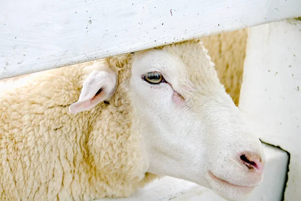 Olho Fechado Ovelhas Brancas Marrons — Fotografia de Stock
