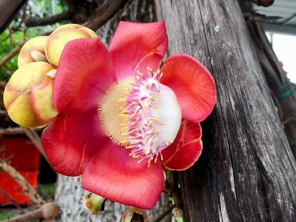 Tatlı kırmızı çiçek bulanık arka plan