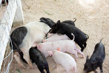 Piglet anne sütü yiyor
