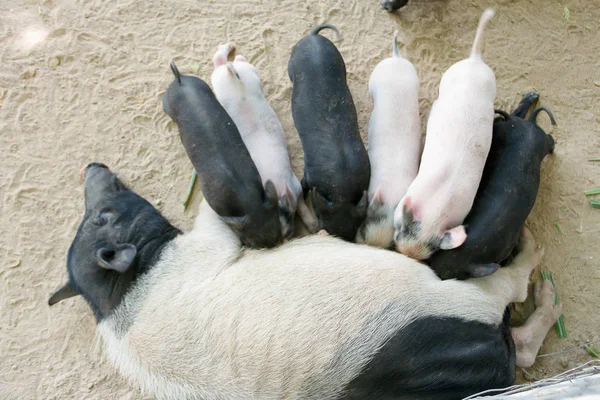 小猪吃母乳 — 图库照片