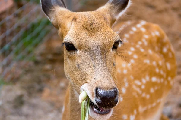 Brown Deer Permanent Oog Zoek Naar — Stockfoto