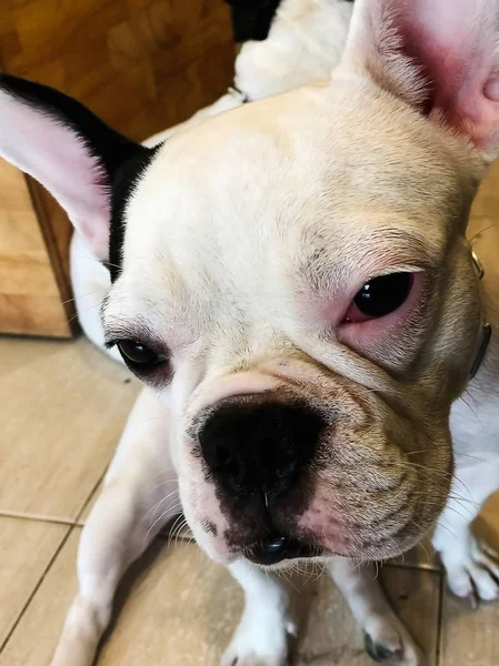 Dos Perros Blancos Negros Juegan Juntos —  Fotos de Stock