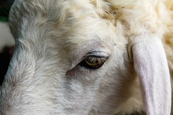 白色和棕色羊的特写眼睛 — 图库照片