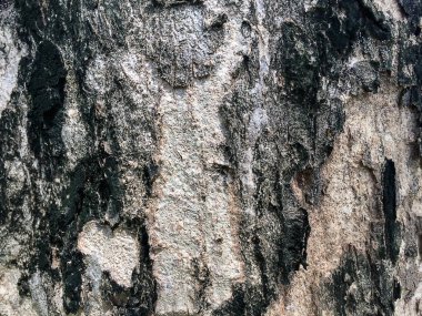 Yeşil ve kahverengi ağaç doku arka plan