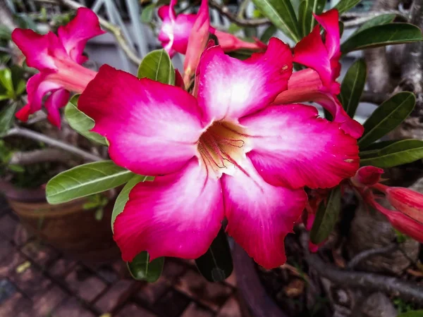 Closeup Pink Azalea Flowers Dark Background — Stock Photo, Image