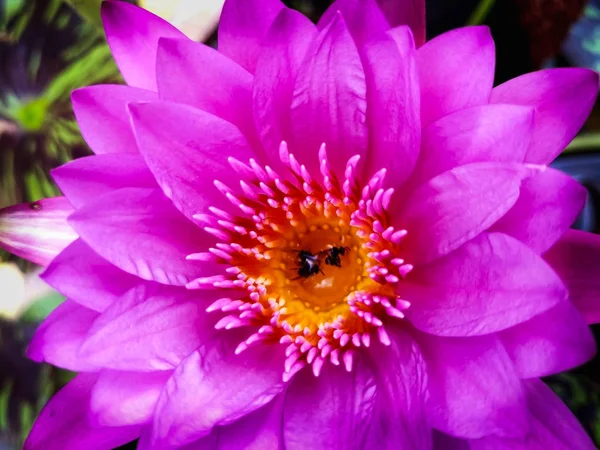 Closeup Pink Lotus Piscina — Fotografia de Stock