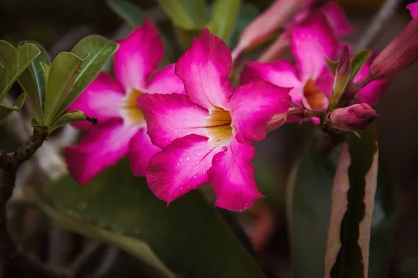 Closeup Ροζ Λουλούδια Azalea Σκούρο Φόντο — Φωτογραφία Αρχείου