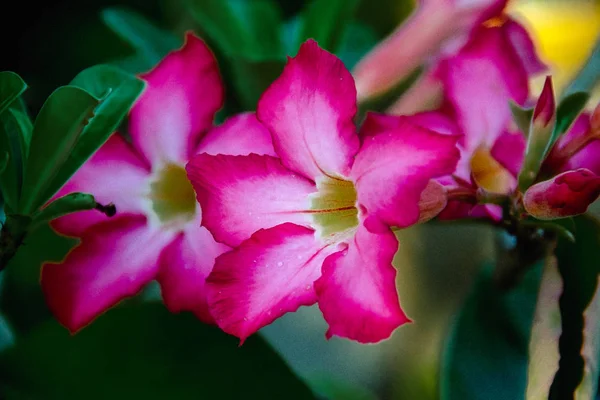 Arka plan dokusu gri zemin