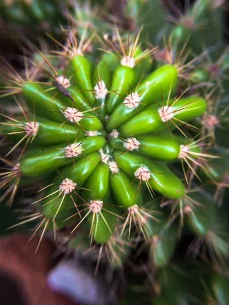 Primer Plano Cactus Verde Fondo Oscuro Olla —  Fotos de Stock