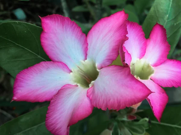 Крупный План Розовые Азалии Цветы Темном Фоне — стоковое фото