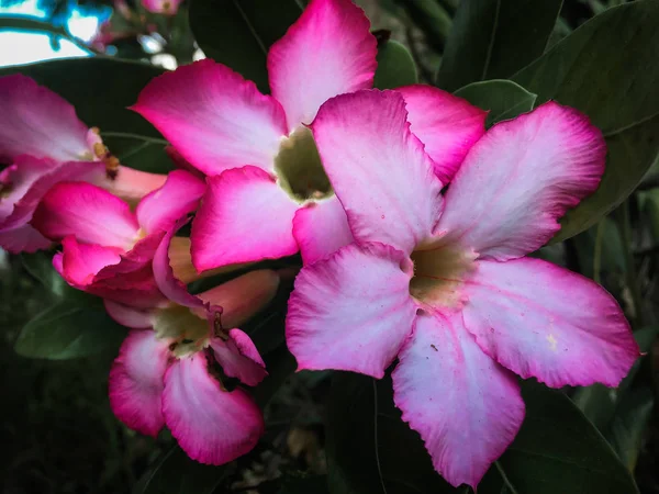 Closeup Pink Azalea Flowers Dark Background — Stock Photo, Image