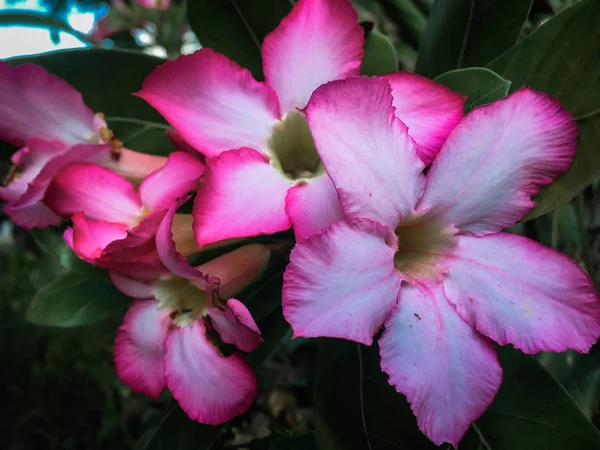 Closeup Pink Azalea Flowers Dark Background — Stock Photo, Image