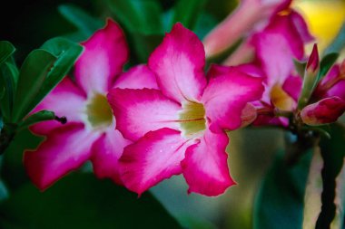 Koyu arkaplanda pembe açelya çiçekleri