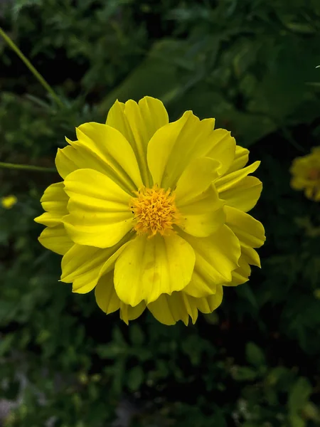 Fechar Flor Amarela Fundo Embaçado — Fotografia de Stock