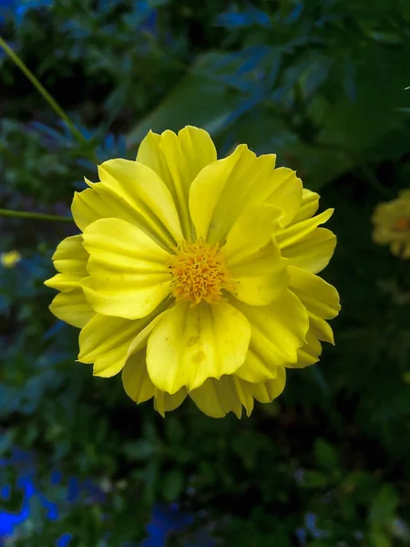Bulanık Arkaplanda Yakın Plan Sarı Çiçek — Stok fotoğraf
