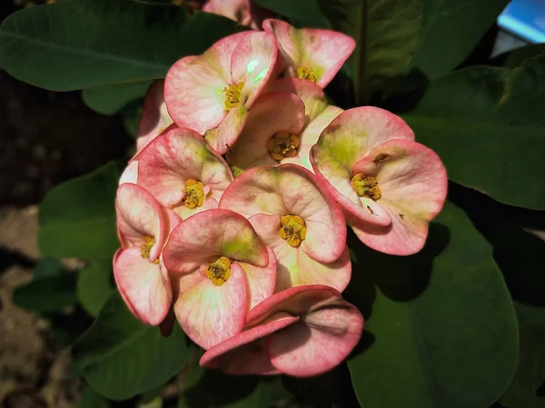 Poi Σιανό Λουλούδι Πορτοκαλί Πράσινο Φόντο — Φωτογραφία Αρχείου