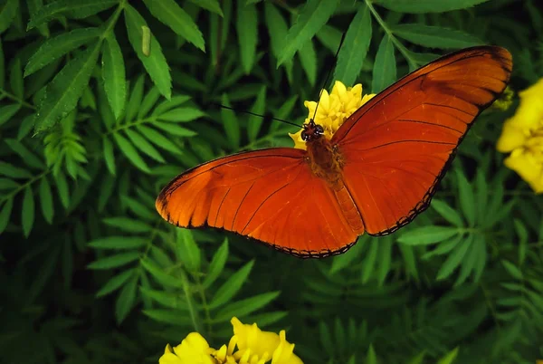 Gros Plan Papillon Orange Sur Fond Vert Foncé — Photo