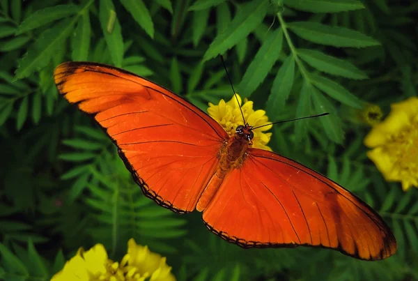 Közeli Narancssárga Pillangó Sötétzöld Háttér — Stock Fotó