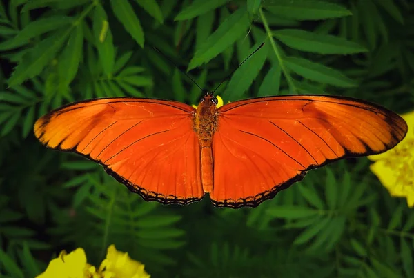 Koyu yeşil arka plan üzerinde yakın çekim turuncu kelebek