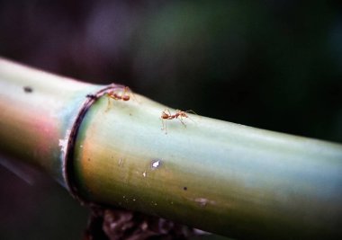 Yakın çekim Kırmızı karıncalar dallarda sürünür