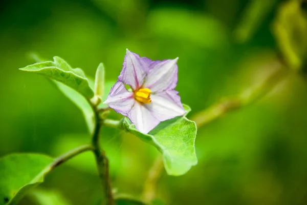 Flor Púrpura Primer Plano Sobre Fondo Borroso Verde —  Fotos de Stock