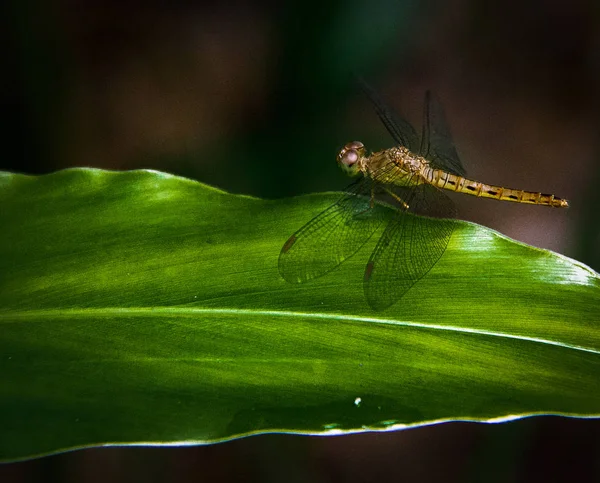 Nahaufnahme Libelleninsel Auf Den Blättern — Stockfoto