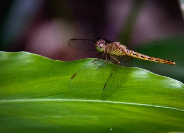 Nahaufnahme Libelleninsel Auf Den Blättern — Stockfoto