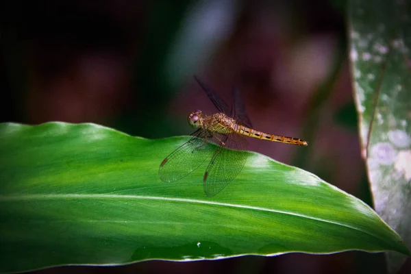 Close Dragonfly Eiland Bladeren — Stockfoto