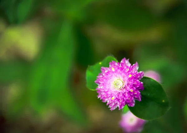 緑のぼやけた背景にクローズアップ紫色の花 — ストック写真