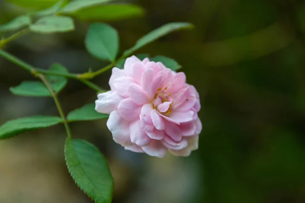 배경에 하늘색 장미가 하늘색 배경에 나타나다 — 스톡 사진