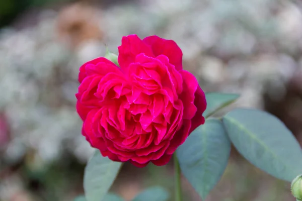 Décryptages Rose Rouge Sur Fond Vert Flou — Photo