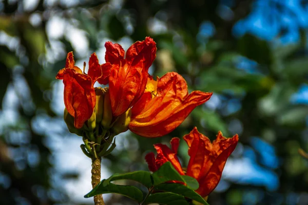 Γκρο Πλαν Πορτοκαλί Λουλούδια Θολή Φόντο — Φωτογραφία Αρχείου