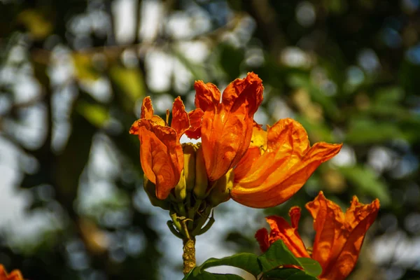 Γκρο Πλαν Πορτοκαλί Λουλούδια Θολή Φόντο — Φωτογραφία Αρχείου
