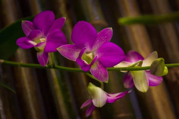 Primer Plano Borroso Púrpura Blanco Orquídea Sobre Fondo Borroso —  Fotos de Stock