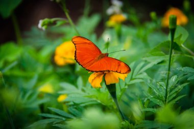 Yeşil çiçek bahçesinde turuncu kelebek