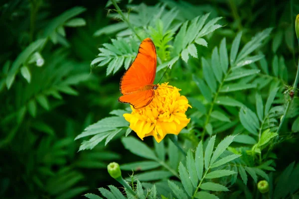 Papillon Orange Dans Jardin Fleuri Vert — Photo