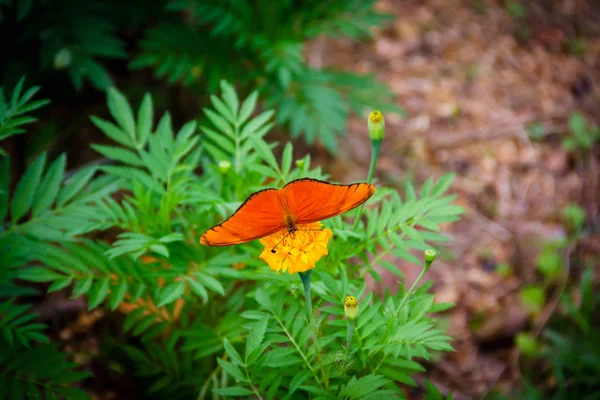 Papillon Orange Dans Jardin Fleuri Vert — Photo