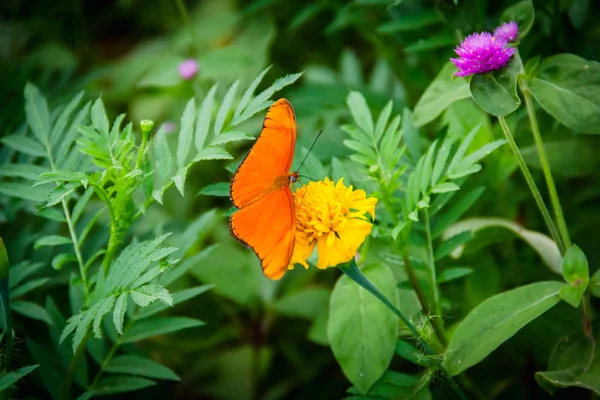 Papillon Orange Dans Jardin Fleuri Vert — Photo