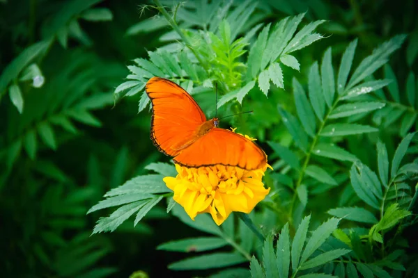 Papillon Orange Dans Jardin Fleuri Vert — Photo