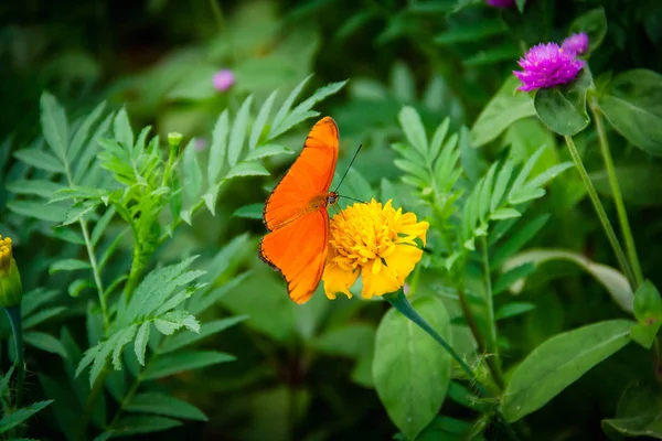 Papillon Orange Dans Jardin Fleuri Vert — Photo