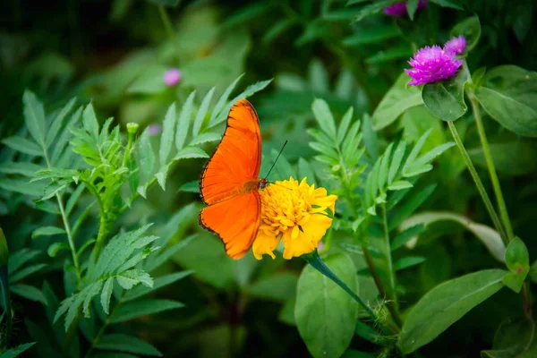 Papillon Orange Dans Jardin Fleuri Vert — Photo