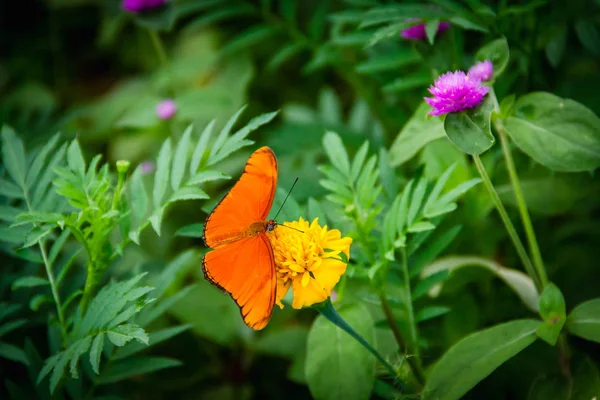 Papillon Orange Dans Jardin Fleuri Vert — Photo