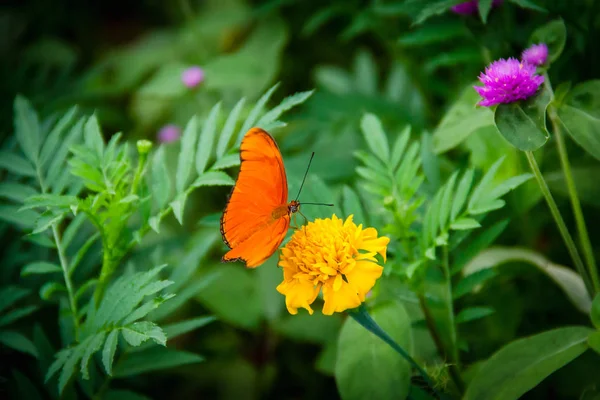 Papillon Orange Dans Jardin Fleuri Vert — Photo