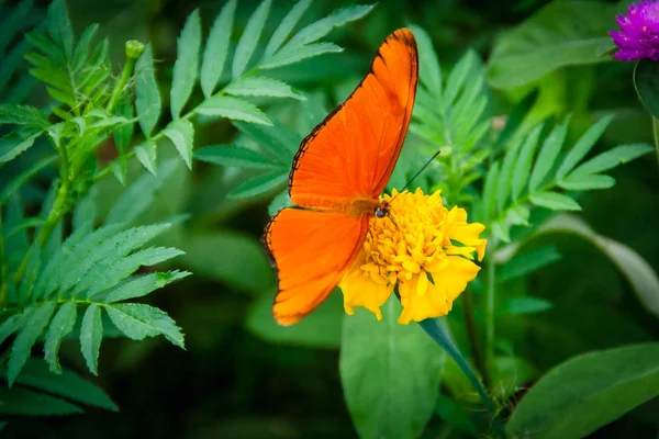 Papillon Orange Dans Jardin Fleuri Vert — Photo