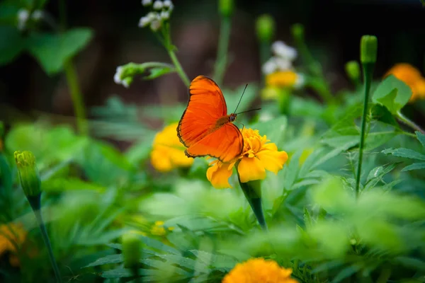 Papillon Orange Dans Jardin Fleuri Vert — Photo