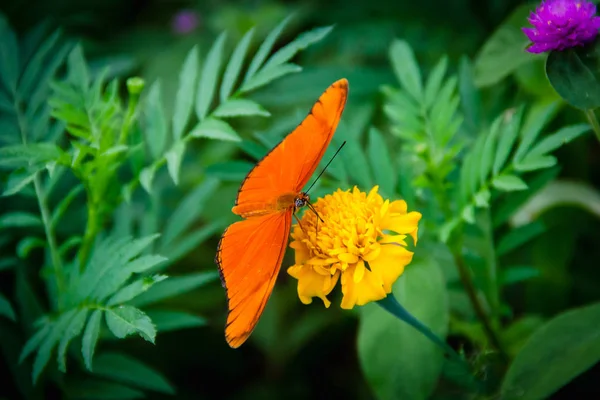 Papillon Orange Dans Jardin Fleuri Vert — Photo